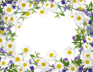 Frame with chamomiles and cornflowers and green leaves. Flat lay