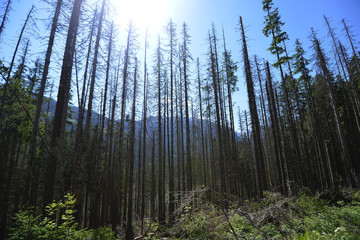 Fototapeta premium coniferous forest