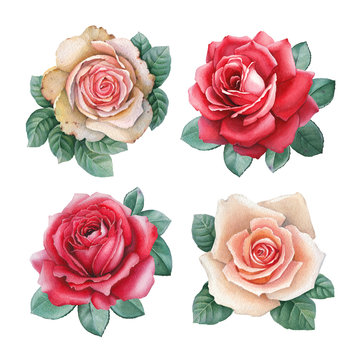Watercolor illustrations of a rose flowers