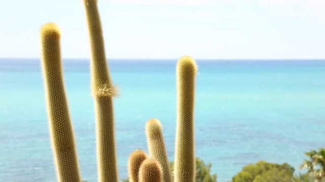 Cacti on the Spanish coast
