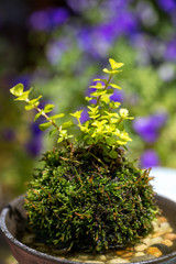 苔盆栽