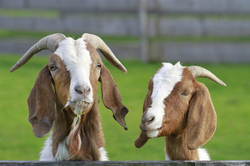 Ziegen schauen neugierig und frech &uuml;ber den Zaun