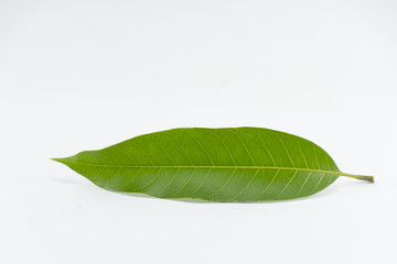 Leaf mango isolated on white background object is green and fresh
