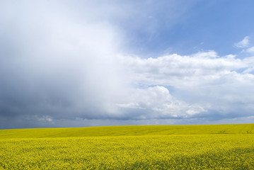 Rape field, Podolia region, Ukraine