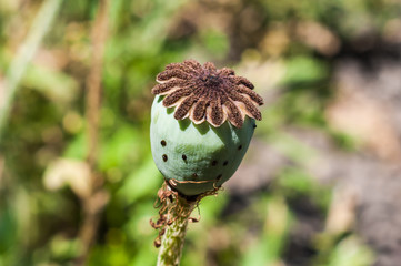 Green poppy heads in the garden
