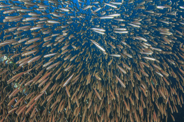 Sardines fish school underwater