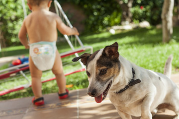 Naklejka na ściany i meble Happy Jack Russell terrier playing with kids