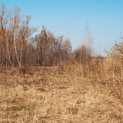 Forest, nature of Ukraine, withered grass