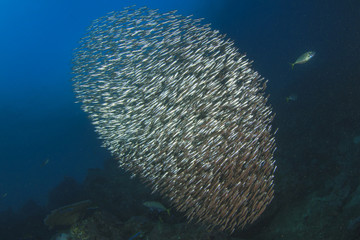 Naklejka na ściany i meble Sardines fish school underwater