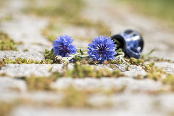 umgefallene Vase mit Kornblumen
