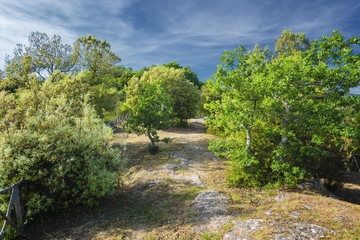 Fototapeta na wymiar Green bushes and trees growing on the tufa rock.