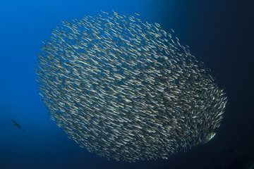 Naklejka na ściany i meble Sardines fish school underwater