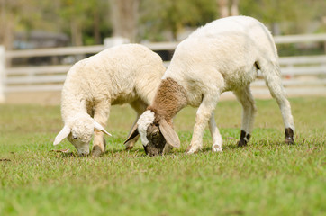 Fototapeta premium Sheep in the farm
