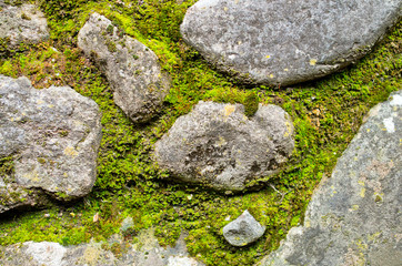 stones of an ancient path and moss