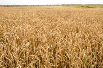Summer Landscape with Wheat Field and Clouds.