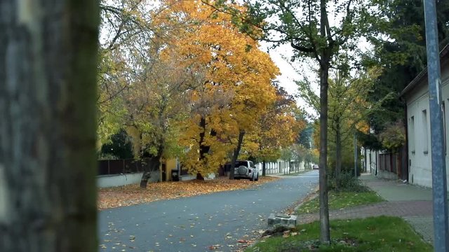 Slowmotion view on the road from behind a tree whitch lined street with houses and trees