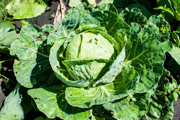 Soft focus of big cabbage in the garden.