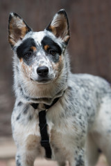 Australian Cattle Dog