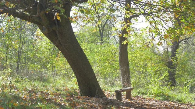 Resting place on Kraljevica hill near Serbian city of Zajecar 4K 3840X2160 UHD footage - Outdoor colorful natural establishing 4K 2160P UHD video with tree and bench 