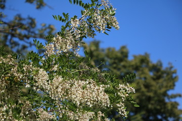 White blooming Robinia tree under blue sky in spring 