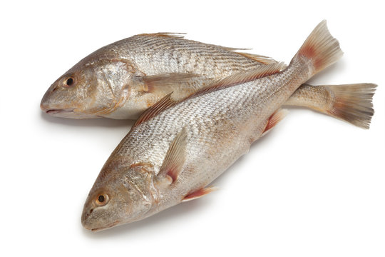  Pair of fresh raw koebi fishes