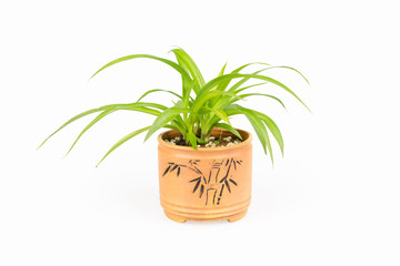 green plant bracketplant