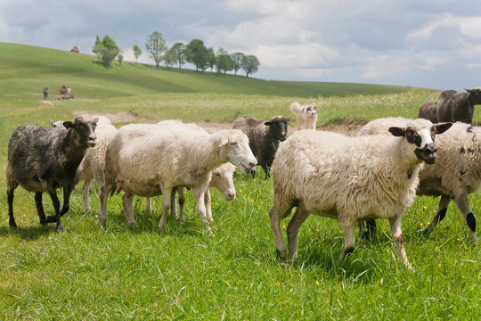 Sheeps running on pasture of hilly range near a village farm.