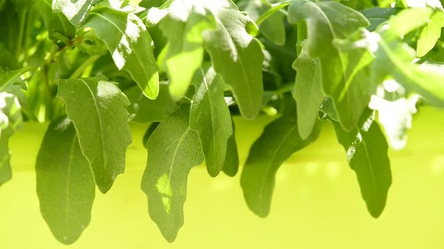 Rucola, Jungpflanzen im Topf