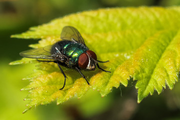 Common green bottle fly on a leaf