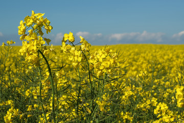 Rapeseed field