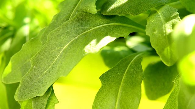 Rucola, Jungpflanzen im Topf
