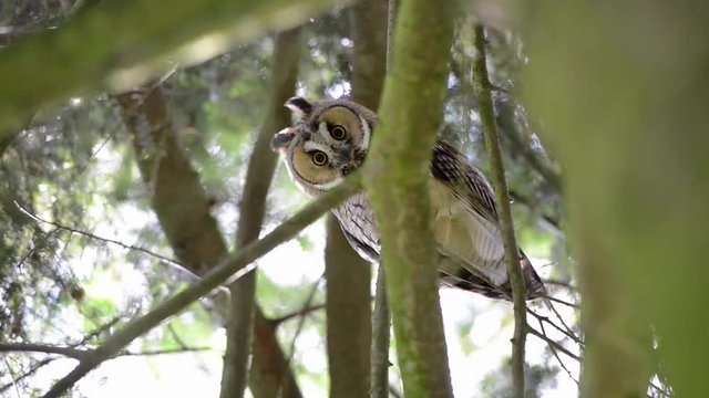 Waldohreule (Asio otus) Eule auf einem Baum schaut in die Kamera