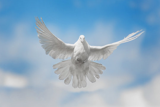 White dove is flying