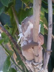 chameleon furcifer pardalis ambilobe