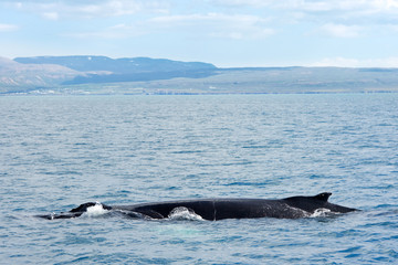 Obraz premium Husavik, Iceland - July, 2008: Whale watching