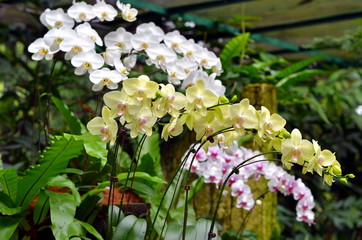 A closeup of a beautiful orchids in botanic garden of Singapore