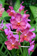 A closeup of a beautiful orchids in botanic garden of Singapore