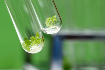 Tissue cultured plant in test tube