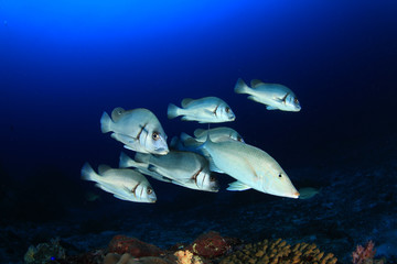 Fish underwater: Sweetlips 