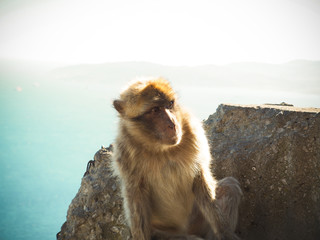 Gibraltar Monkey