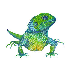 iguana lizard. isolated. watercolor illustration