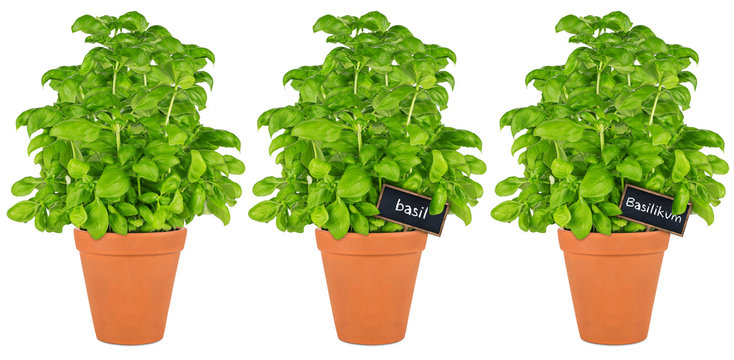 row of basil herbs in pot / Reihe Basilikum Kr&auml;uter Pflanzen in Topf