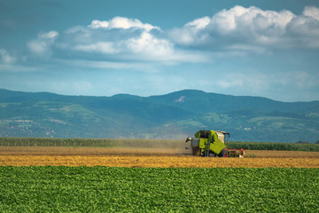 Fototapeta premium Combine harvester working in wheat field