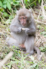 Naklejka na ściany i meble Formosan macaques eat peanut(taiwanese monkey)