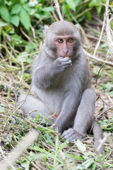 Formosan macaques eat peanut(taiwanese monkey)