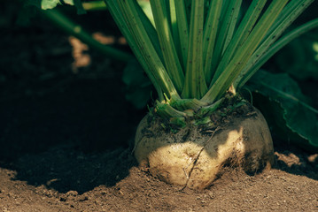 Sugar beet root in the ground