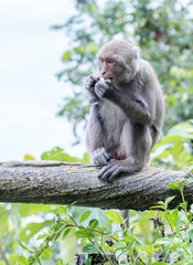 Formosan macaques eat peanut(taiwanese monkey)
