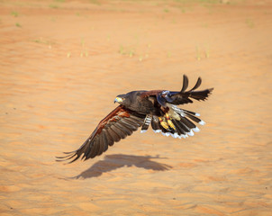 Harris Hawk