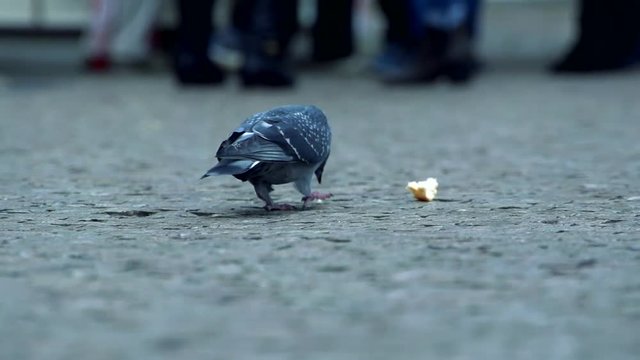 Slowmotion  pigeons pecks a roll on road