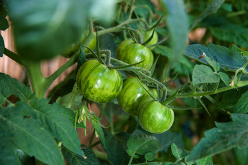 Tomaten Green Zebra -  heirloom tomato